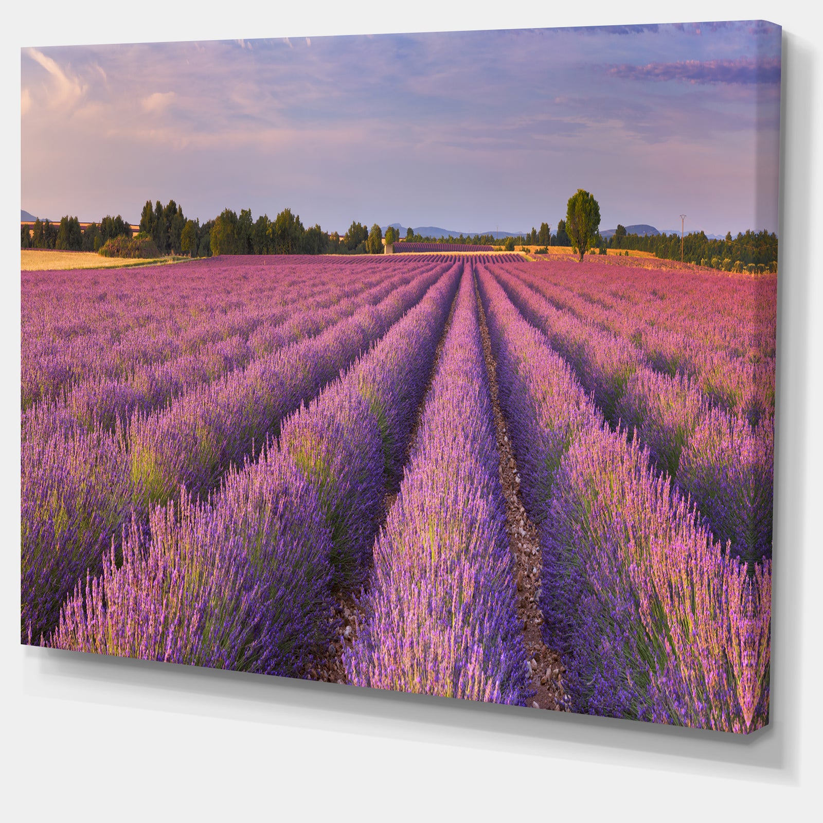 Lavender Flower Rows in France - Landscape Art Canvas Print