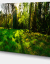 Green Forest Sunset Panorama - Landscape Artwork Canvas