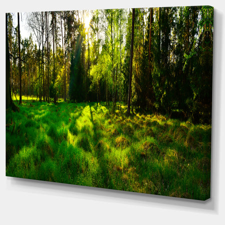 Green Forest Sunset Panorama - Landscape Artwork Canvas