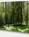 Wild Green Forest Panorama - Oversized Forest Canvas Artwork