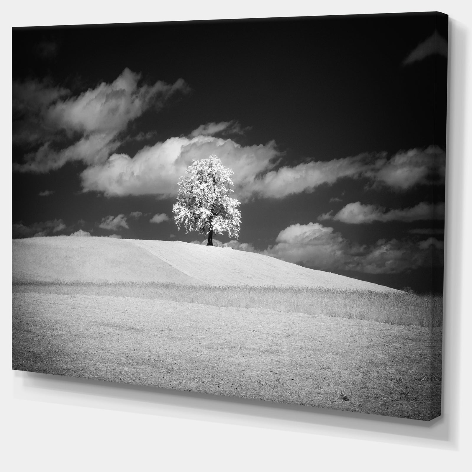 Lonely Tree on Meadow Black White - Landscape Artwork Canvas