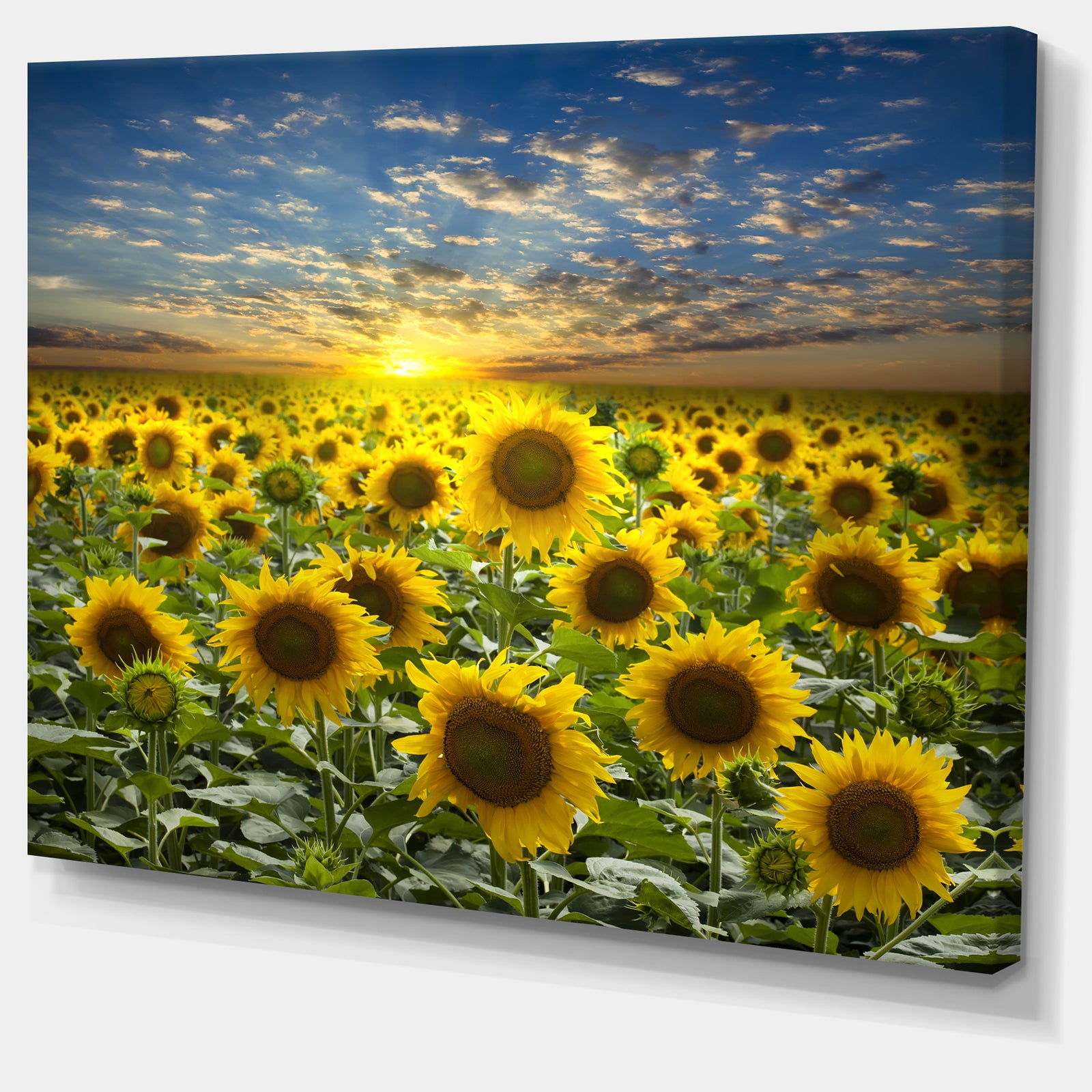 Field of Blooming Sunflowers - Large Flower Canvas Wall Art