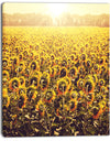 Blooming Sunflowers At Sunset - Oversized Landscape Canvas Art