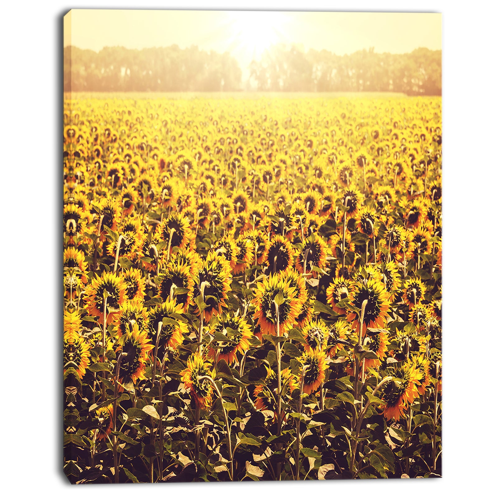 Blooming Sunflowers At Sunset - Oversized Landscape Canvas Art