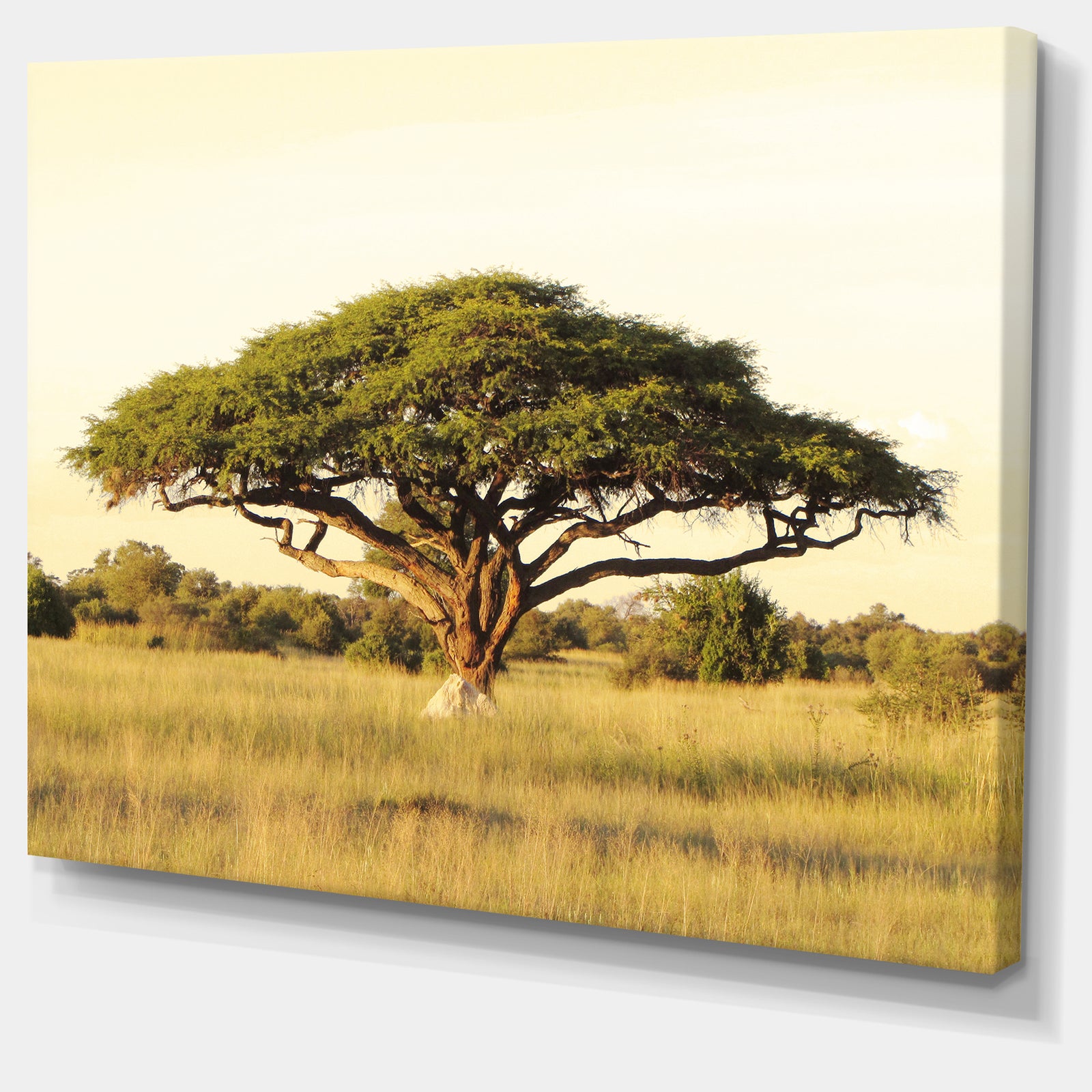 Acacia Tree on African Plain - Oversized African Landscape Canvas Art