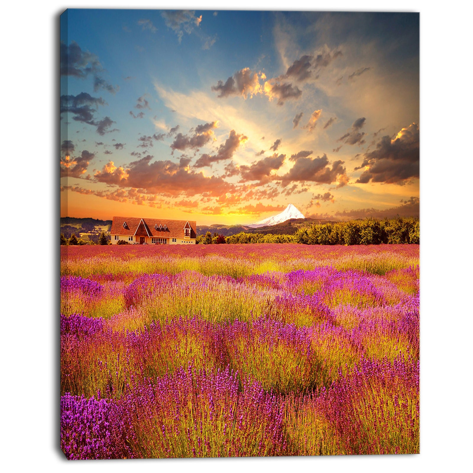 Majestic Lavender Field At Sunset - Large Floral Canvas Art Print