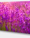 Bright Purple Lavender Field Tihany - Large Floral Canvas Art Print