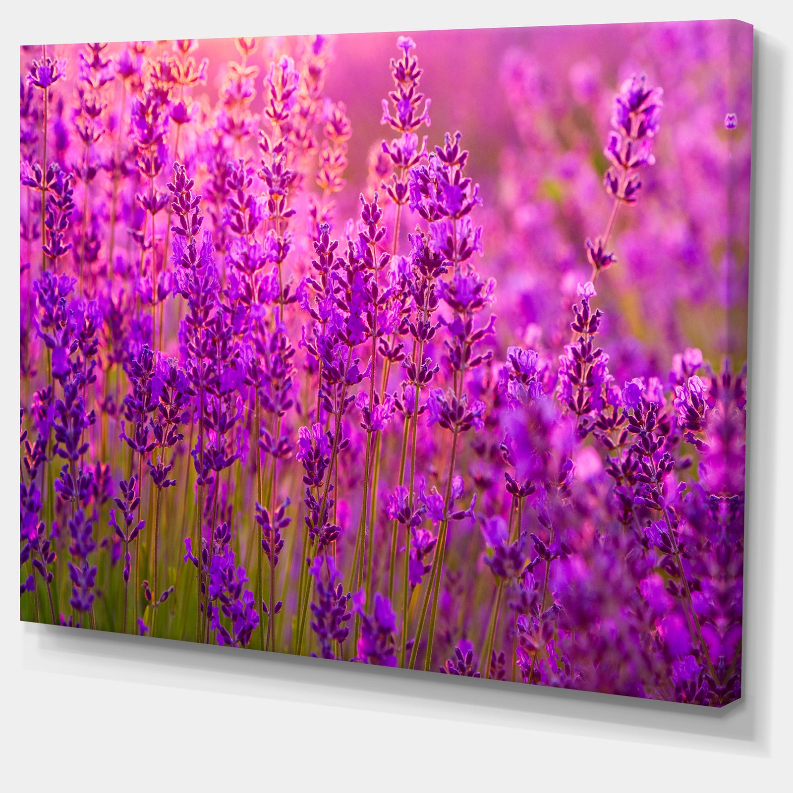 Bright Purple Lavender Field Tihany - Large Floral Canvas Art Print