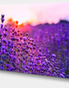 Summer Sunset over Lavender Field - Large Floral Canvas Art Print