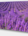 Beautiful Fragrant Lavender Fields - Large Floral Canvas Art Print