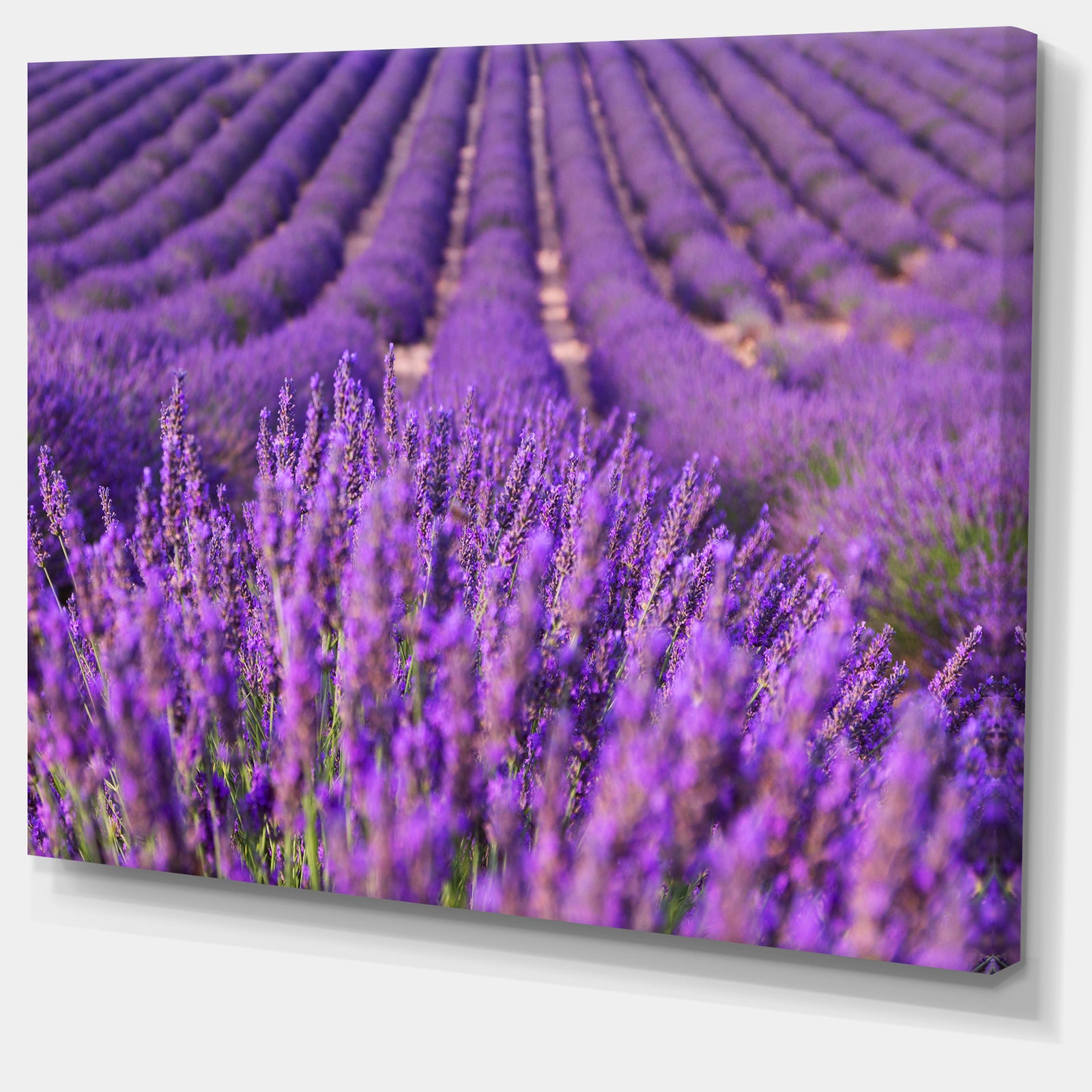 Beautiful Fragrant Lavender Fields - Large Floral Canvas Art Print