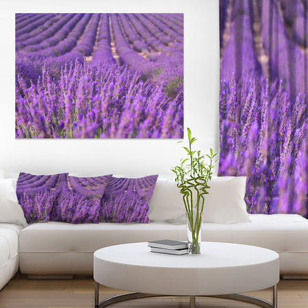 Beautiful Fragrant Lavender Fields - Large Floral Canvas Art Print