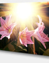 Large Pink Flowers with Sunlight - Large Flower Wall Artwork