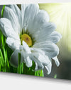 Single Beautiful Daisy Flower - Large Flower Wall Artwork