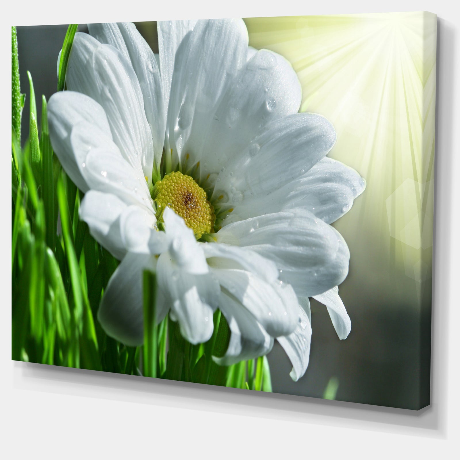Single Beautiful Daisy Flower - Large Flower Wall Artwork