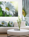 Single Beautiful Daisy Flower - Large Flower Wall Artwork