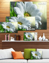 Single Beautiful Daisy Flower - Large Flower Wall Artwork