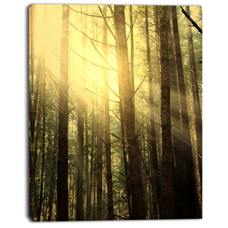 Dense Green Sunny Forest - Landscape Art Print Canvas