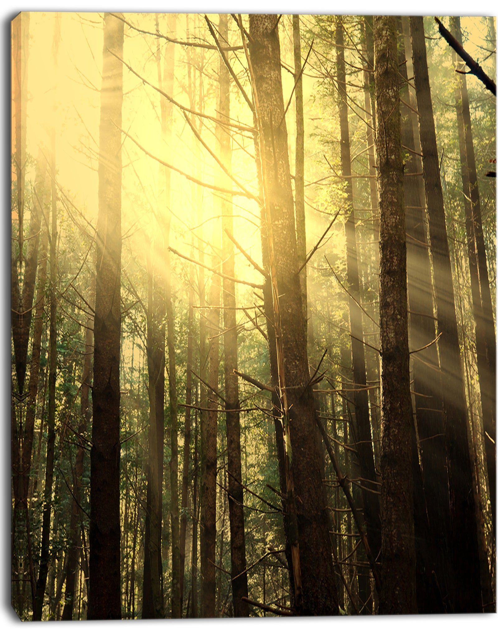 Dense Green Sunny Forest - Landscape Art Print Canvas