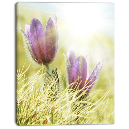 Large Purple Flowers in Green Grass - Modern Flower Canvas Art Print