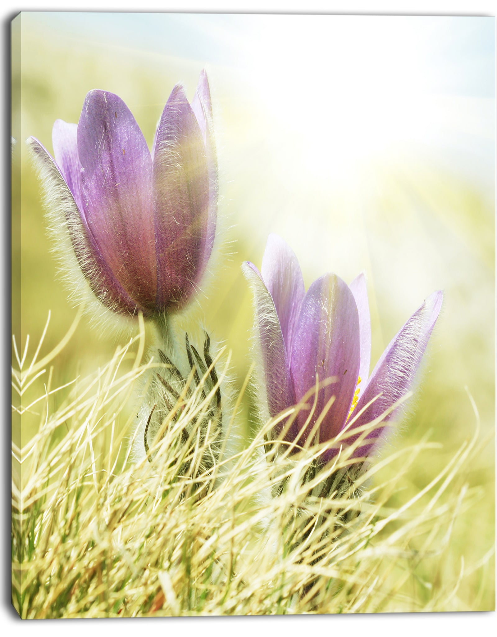 Large Purple Flowers in Green Grass - Modern Flower Canvas Art Print