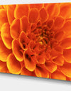 Large Orange Flower and Petals - Floral Canvas Art Print