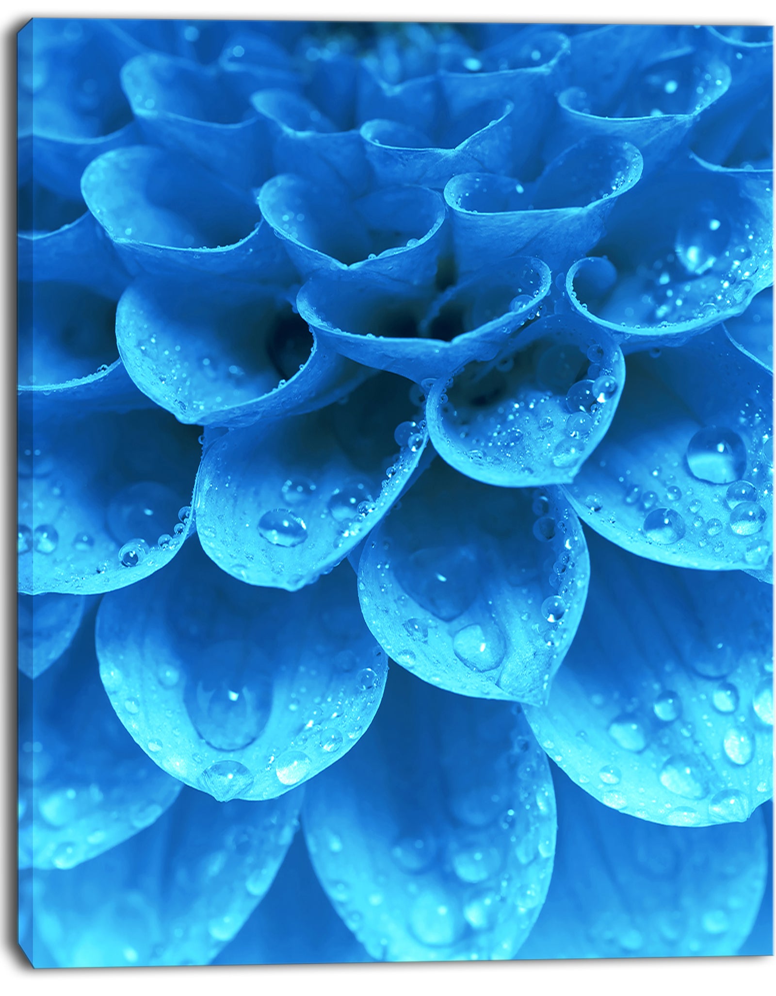 Large Light Blue Flower and Petals - Modern Floral Canvas Wall Art