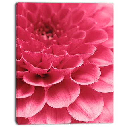Soft Rose Abstract Flower Petals - Modern Floral Canvas Wall Art