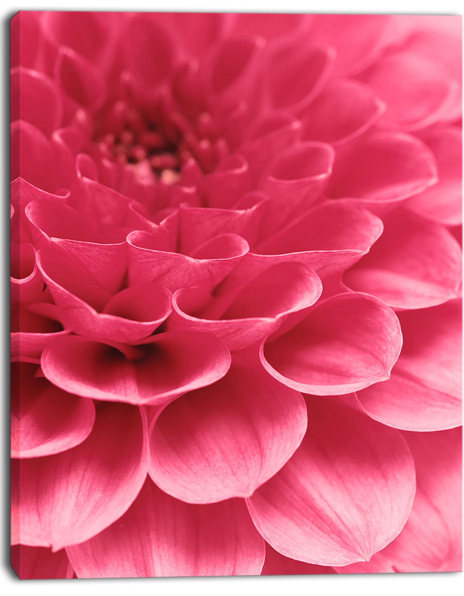 Soft Rose Abstract Flower Petals - Modern Floral Canvas Wall Art
