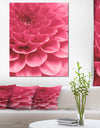 Soft Rose Abstract Flower Petals - Modern Floral Canvas Wall Art