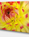 Smooth Yellow Red Flower Petals - Extra Large Floral Canvas Art