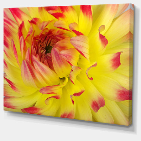 Smooth Yellow Red Flower Petals - Extra Large Floral Canvas Art