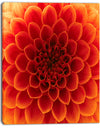 Close-Up Orange Flower Petals - Extra Large Floral Canvas Art