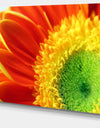 Gerber Daisy Flower Petals - Extra Large Floral Canvas Art