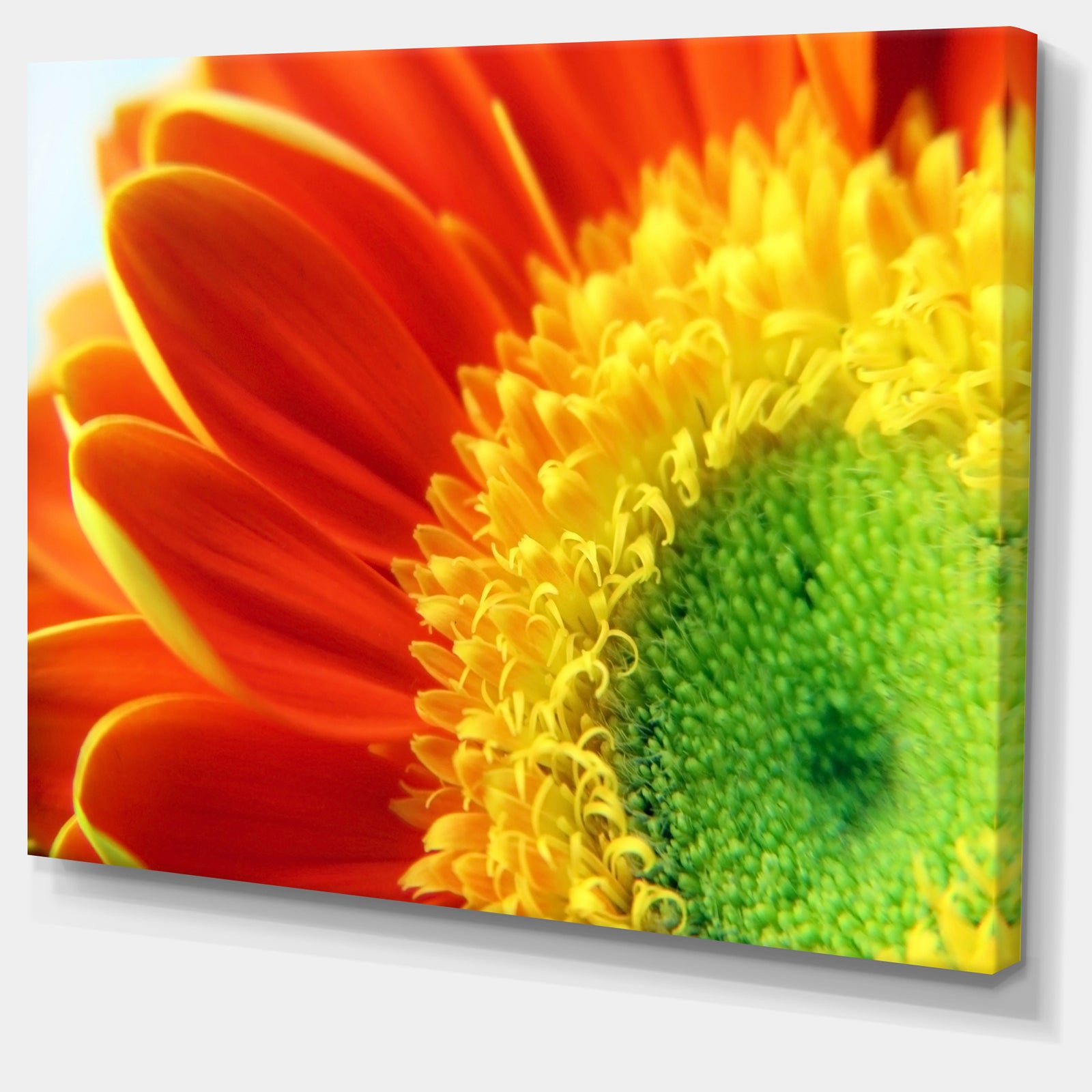Gerber Daisy Flower Petals - Extra Large Floral Canvas Art