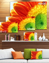 Gerber Daisy Flower Petals - Extra Large Floral Canvas Art