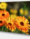 Blooming Orange Marigold Flowers - Extra Large Floral Canvas Art