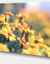 Pale Yellow Marigold Flowers - Extra Large Floral Canvas Art