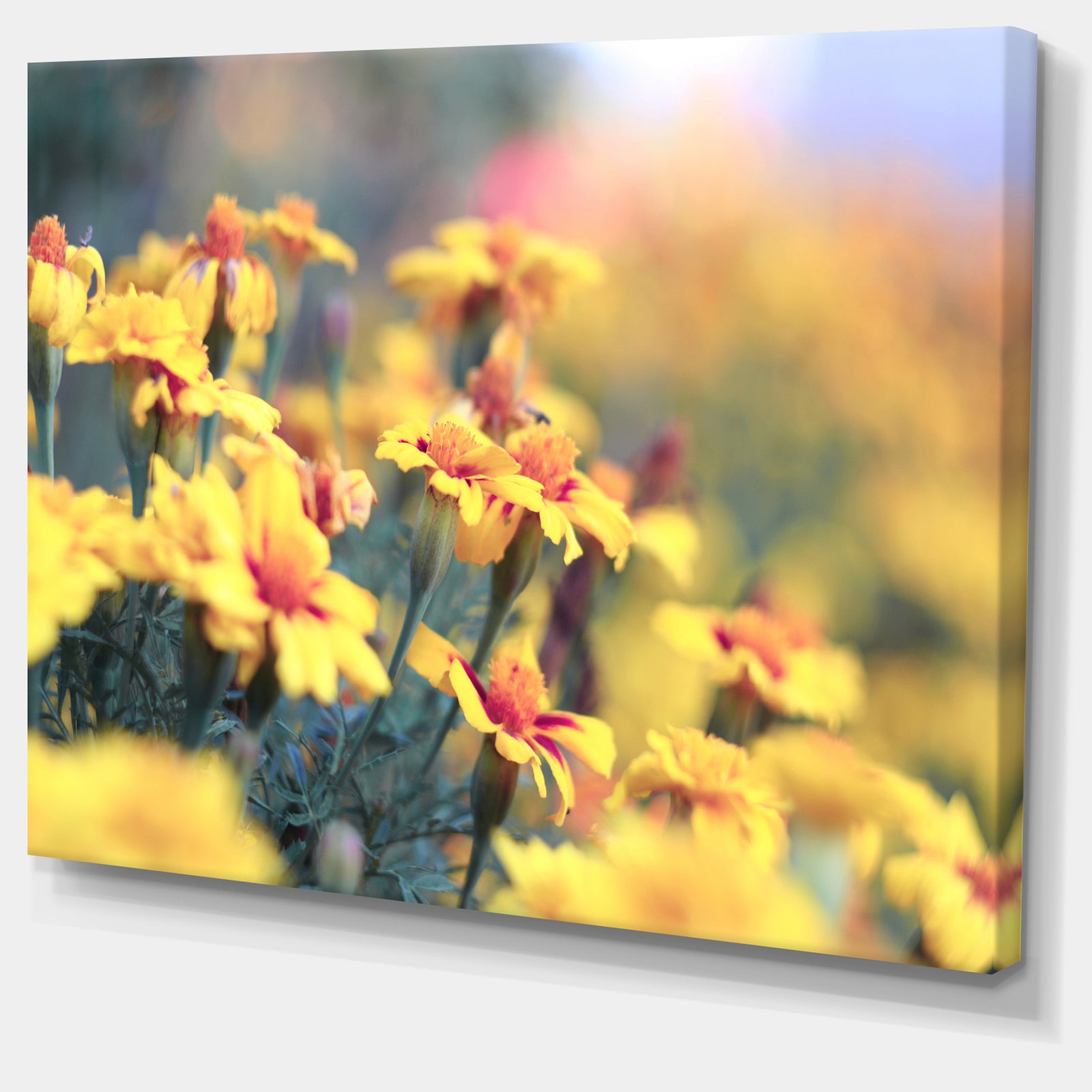Pale Yellow Marigold Flowers - Extra Large Floral Canvas Art