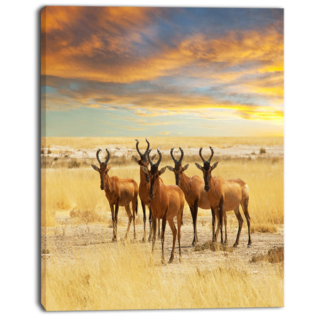 Herd of Antelope in Grassland - Extra Large African Art Print