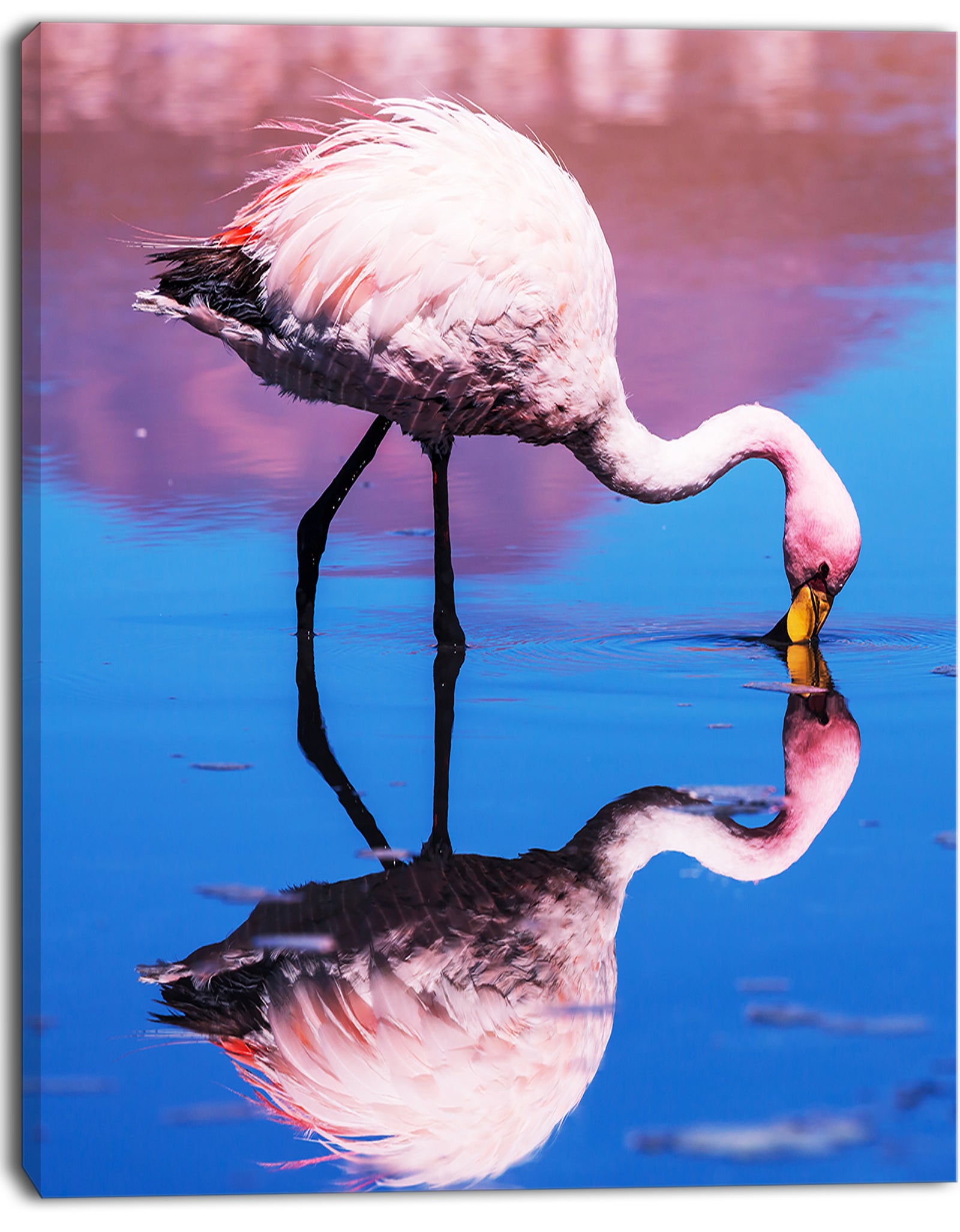 Beautiful Food Seeking Flamingo - Extra Large African Art Print