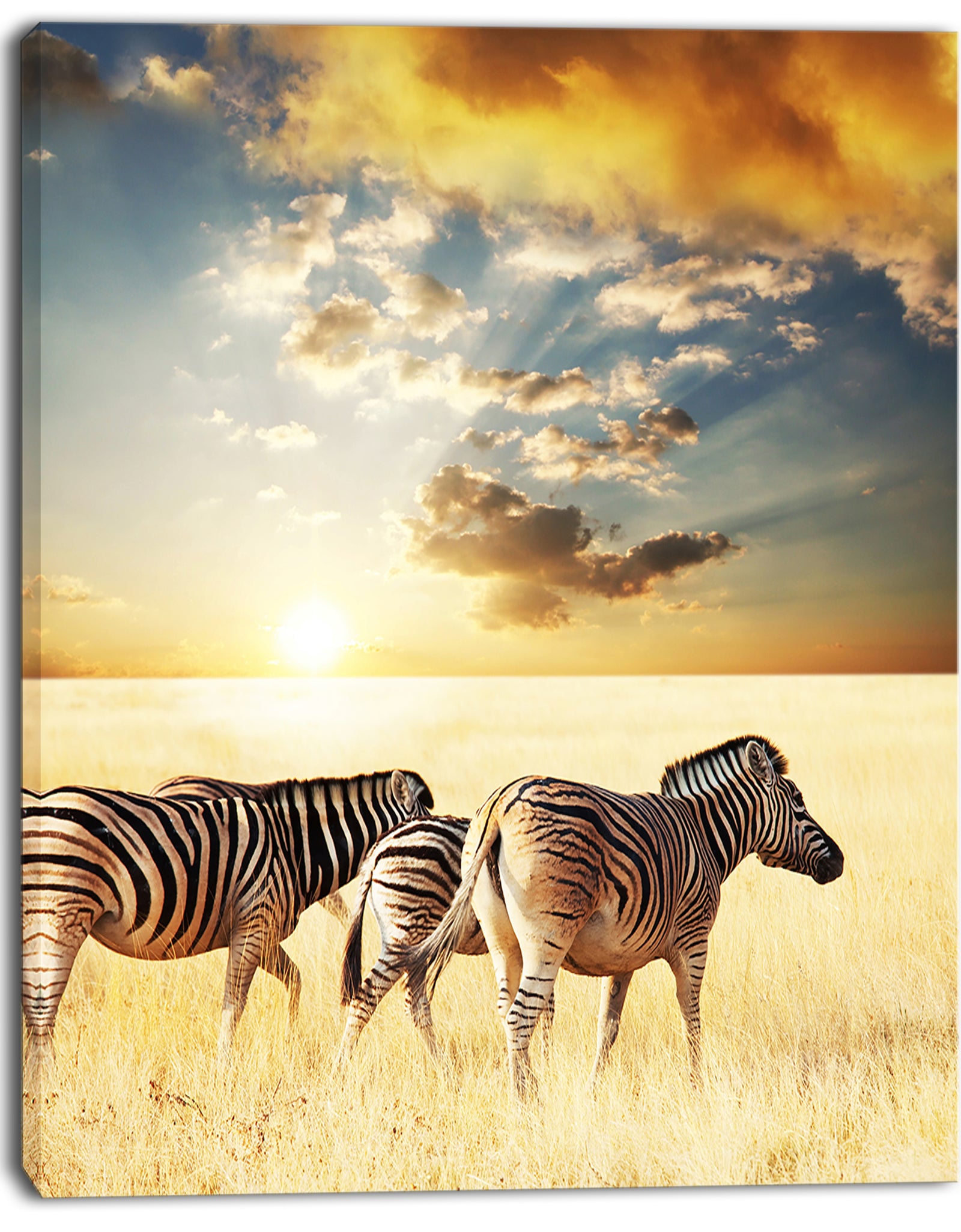 Zebras Walking in African Grassland - African Wall Art Print