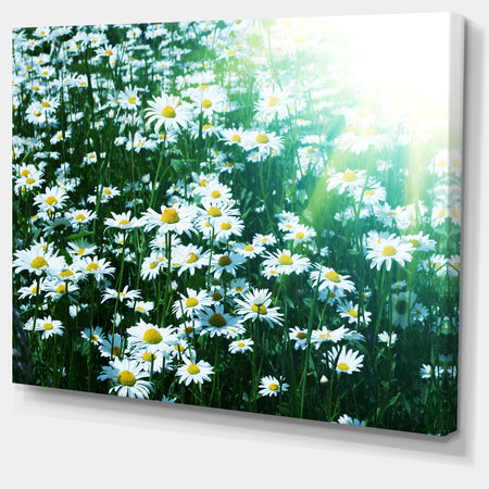 Sunny Garden with Cute White Flowers - Large Flower Canvas Artwork
