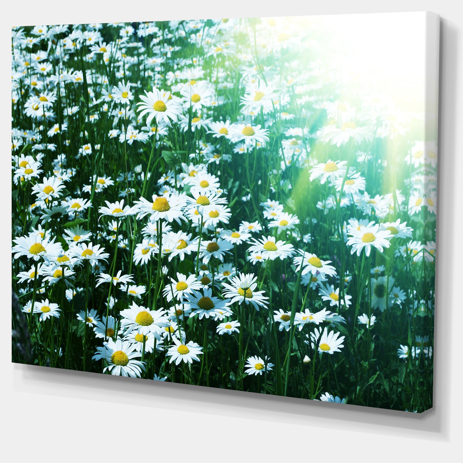 Sunny Garden with Cute White Flowers - Large Flower Canvas Artwork