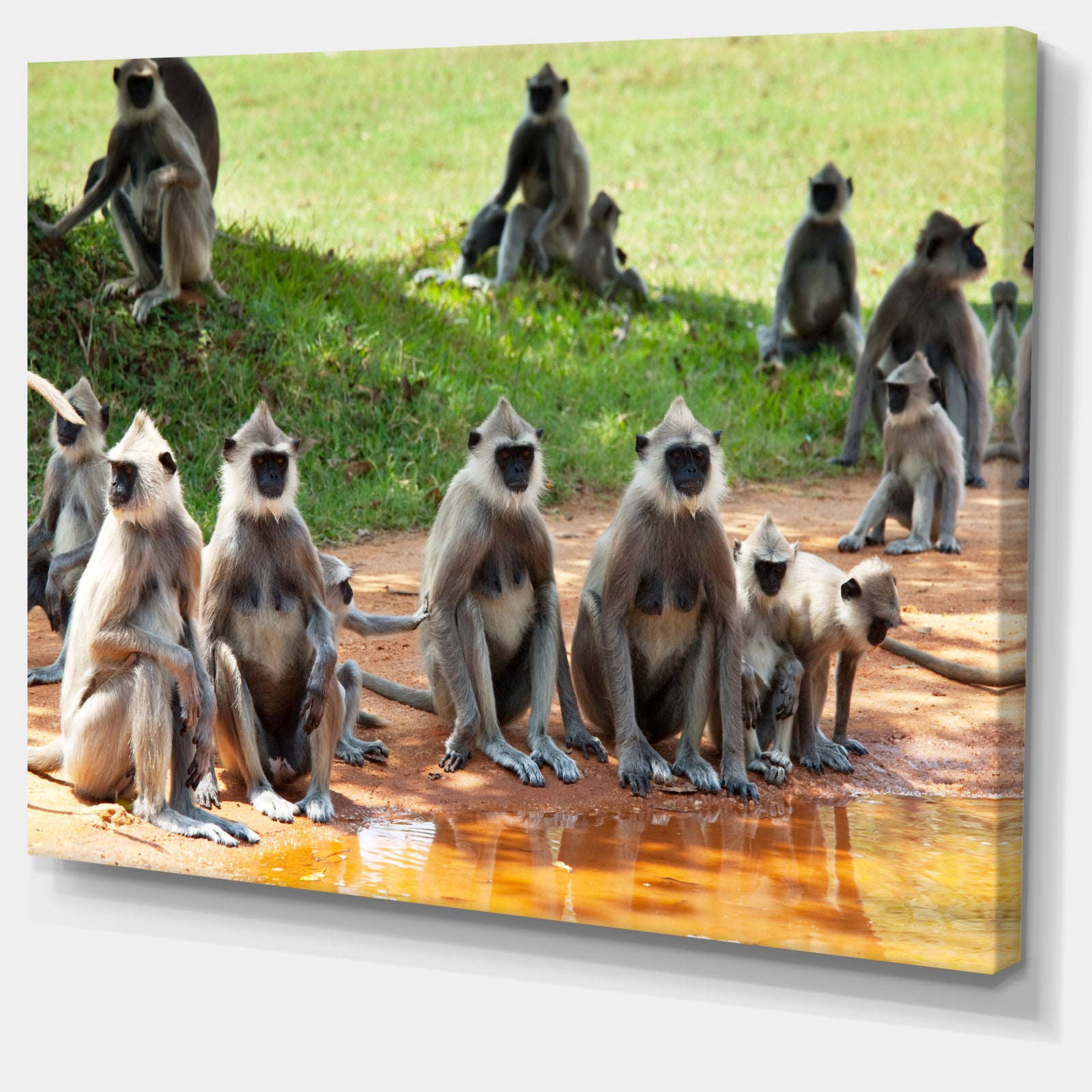 Monkeys in Sri Lanka - African Canvas Artwork