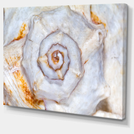 Great Skeleton of Sea Shell - Oversized Animal Wall Art