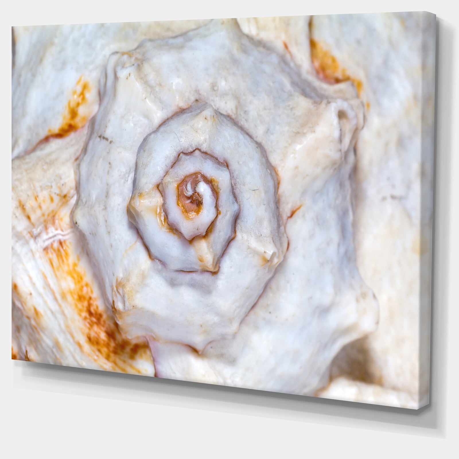 Great Skeleton of Sea Shell - Oversized Animal Wall Art