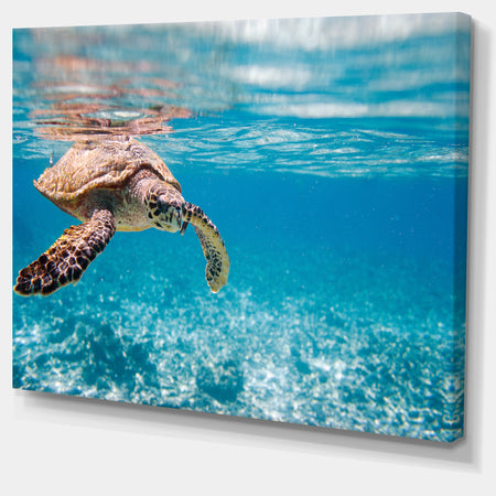 Large Hawksbill Sea Turtle - Abstract Canvas Art Print
