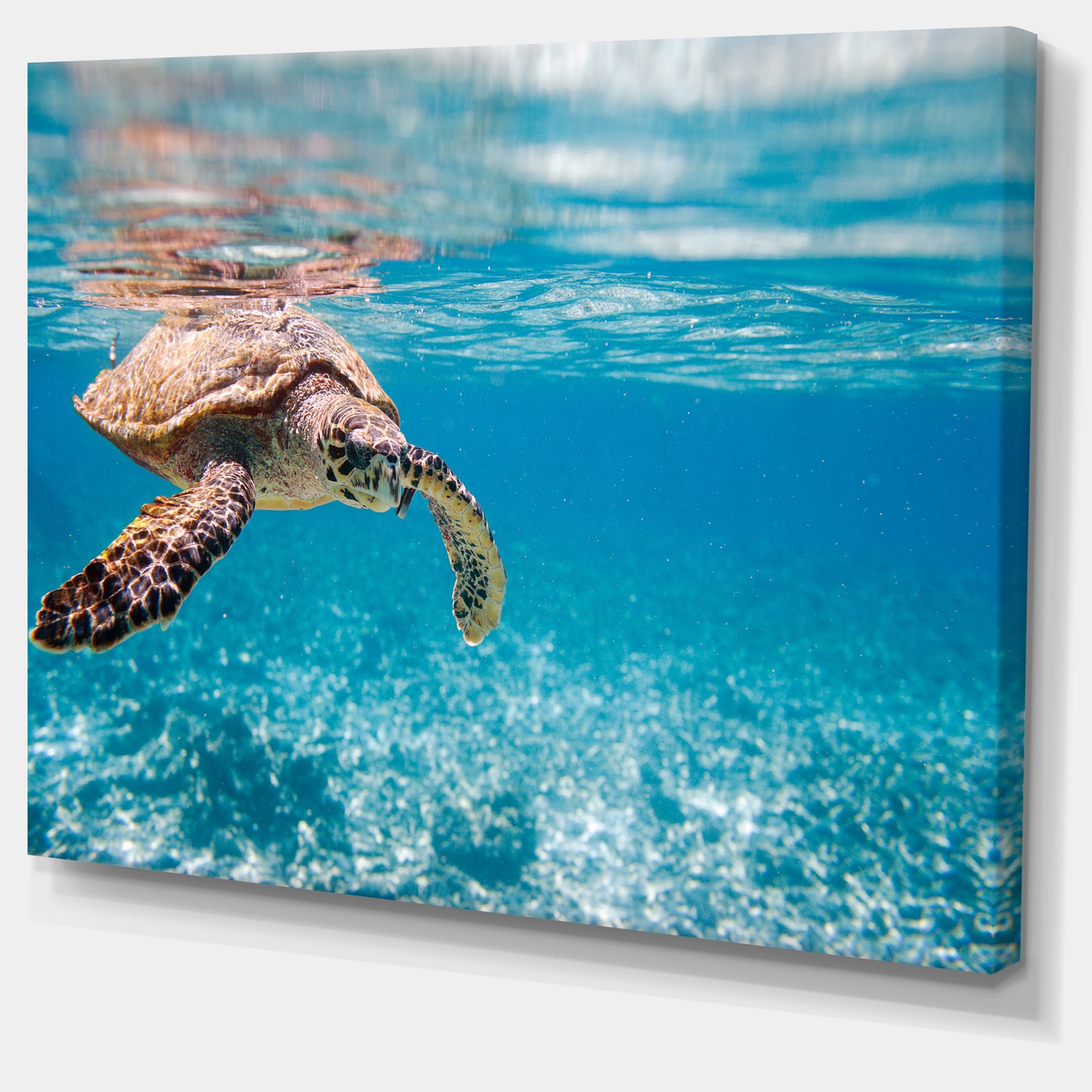 Large Hawksbill Sea Turtle - Abstract Canvas Art Print