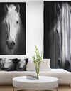 White Horse Black and White - Animal Canvas Art Print